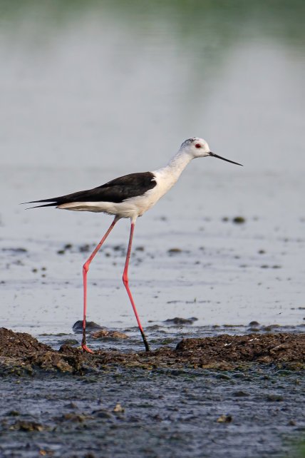 Кулик-долгоног