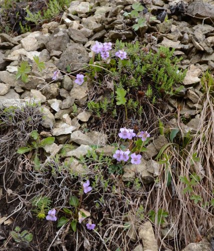 Фіалка Джоя