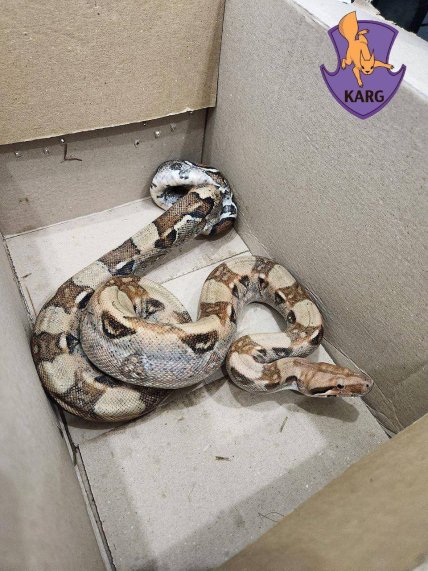 Питона нашли под Киевом