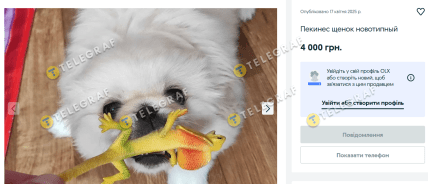 Новотипный пекинес