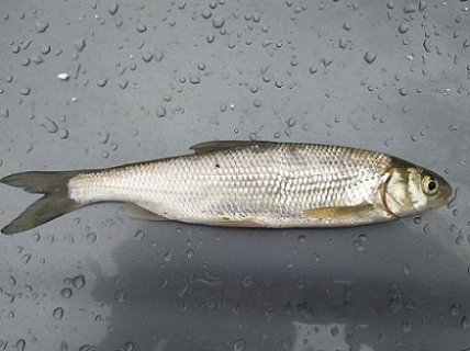 Вирезуб причорноморський