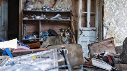 Собака з Костянтинівки