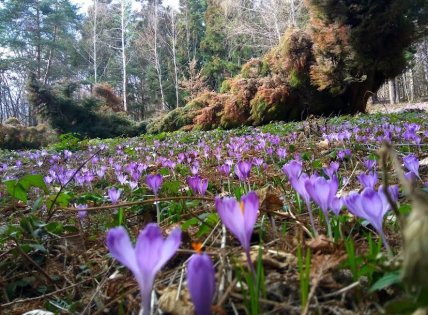 Дендропарк Березинка, крокуси