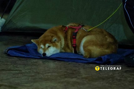 Песик в метро во время российской атаки на Киев 24 января