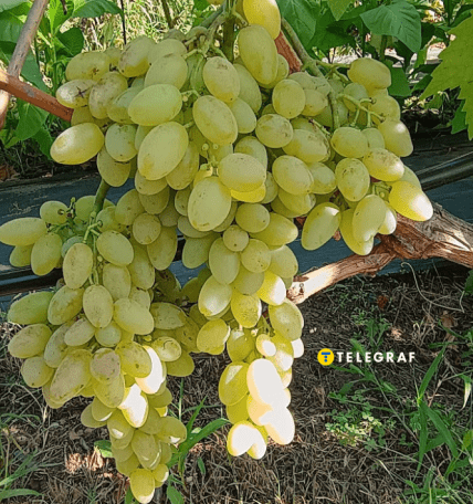 Виноград без кісточок Століття