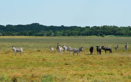 Заповідник Асканія-Нова