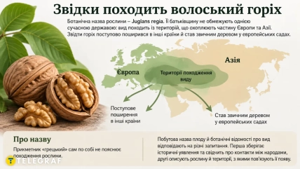 Инфографика о происхождении грецкого ореха с картой Европы и Азии и изображением орехов