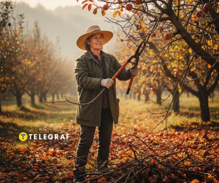 осенняя обрезка сада, фруктовые деревья