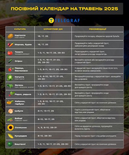 Коли найкраще саджати кукурудзу у травні