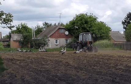 Чому лелеки бігають за трактором