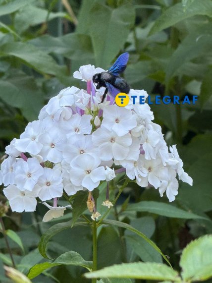 Пчела-плотник или Xylocopa