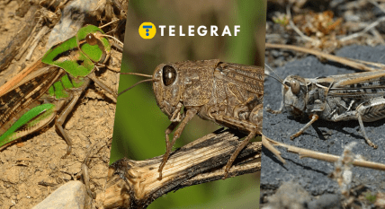 Какая саранча есть в Украине