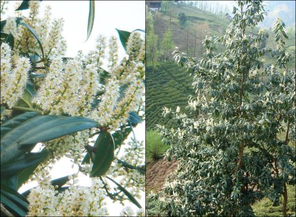 Лавровишня