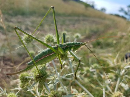 Дибка степова — хижак із Червоної книги