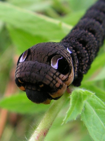 Гусеница бражника винного в момент опасности