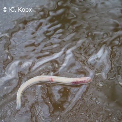 Мінога українська