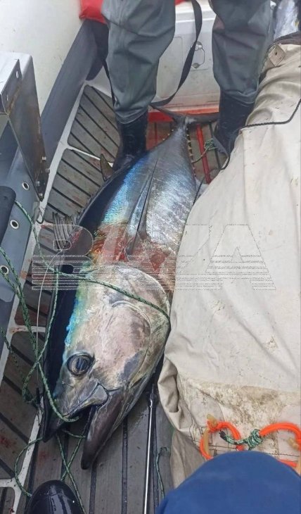 Нашествие тунцов в России