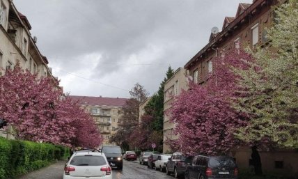 Сакура Закарпатье 