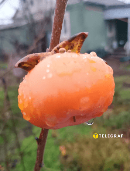 Хурма Дар Софиевки Днепропетровская область 2025