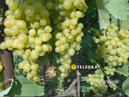 Виноград Супер Екстра