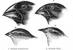 У птиц обнаружили ген, отвечающий за форму клюва