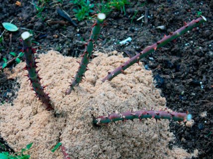 Как подкапывать цветы