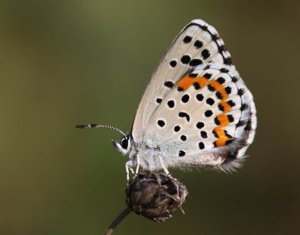 Як виглядає синявець бавій