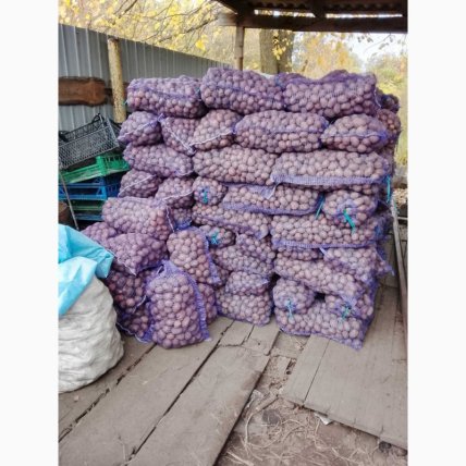 Хранение картофеля в сетках