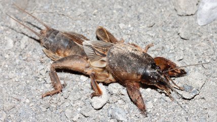 Медведка (також називають капустянка)