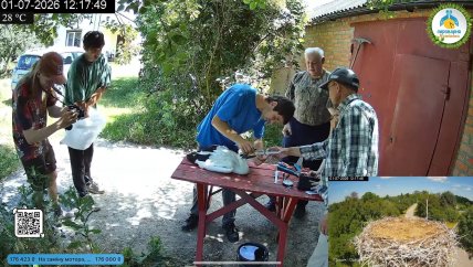 Птенца пытаются напоить с помощью шприца