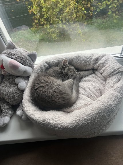 Кошке понравилось новое место