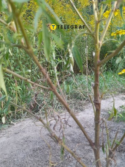 Последствия атак "импортных" гостей