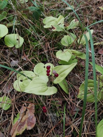 Веснівка дволиста