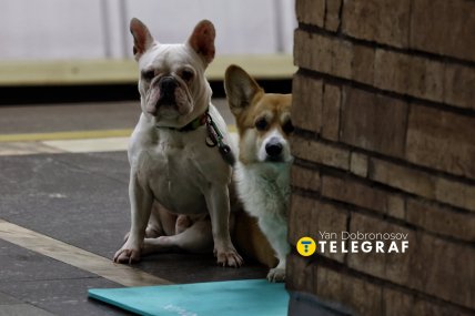 Собаки в метро во время тревоги