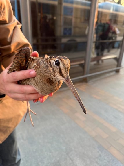 Вальдшнеп в Виннице