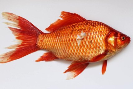 Золотий карась