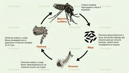 Цикл размножения комаров