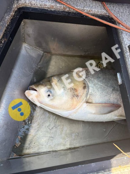 Толстолобик 20 килограммов