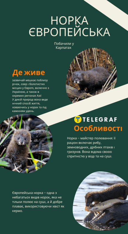 Норка европейская