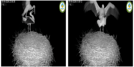 Аисты Одарка и Лель