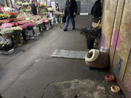 Кішка на площі Українських Героїв у Києві