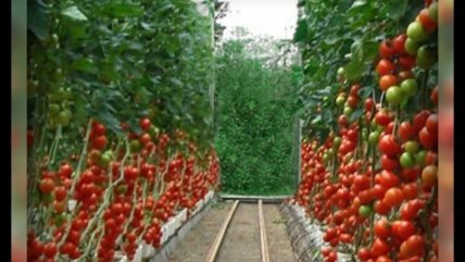Тепличные овощи вырастут в цене