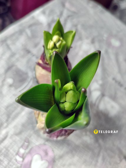 Гіацинт як виростити вдома, як виглядає квітконос