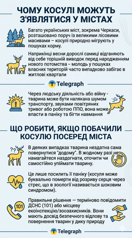 Косуля в городе, инфографика