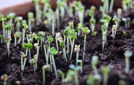 Слишком густые всходы нужно проредить