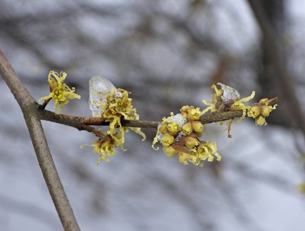 Гамамеліс рослина, як виглядає, фото