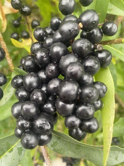 вовча ягода бирючина