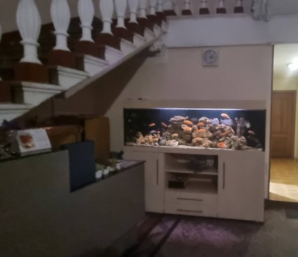 Аквариум в фойе дома "Замок барона". Фото: Киевские истории/Facebook