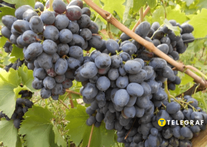 Виноград Краса Балок