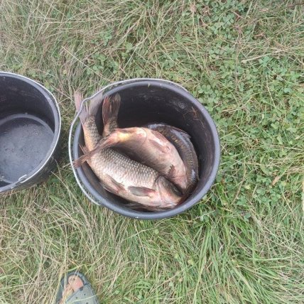 Риболовля ставок біля села Прибилів в Івано-Франківській області